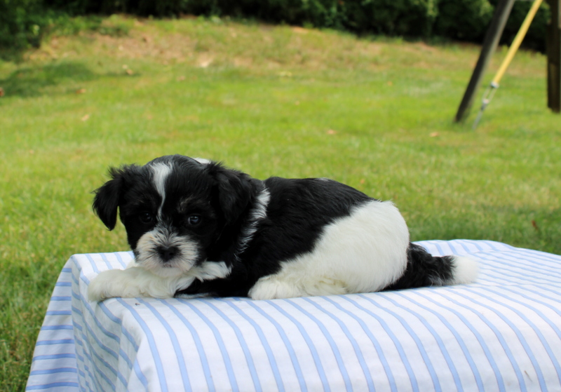 puppy, for, sale, Shi-Poo, Matthew B. Stoltzfus, dog, breeder, Gap, PA, dog-breeder, puppy-for-sale, forsale, nearby, find, puppyfind, locator, puppylocator, aca